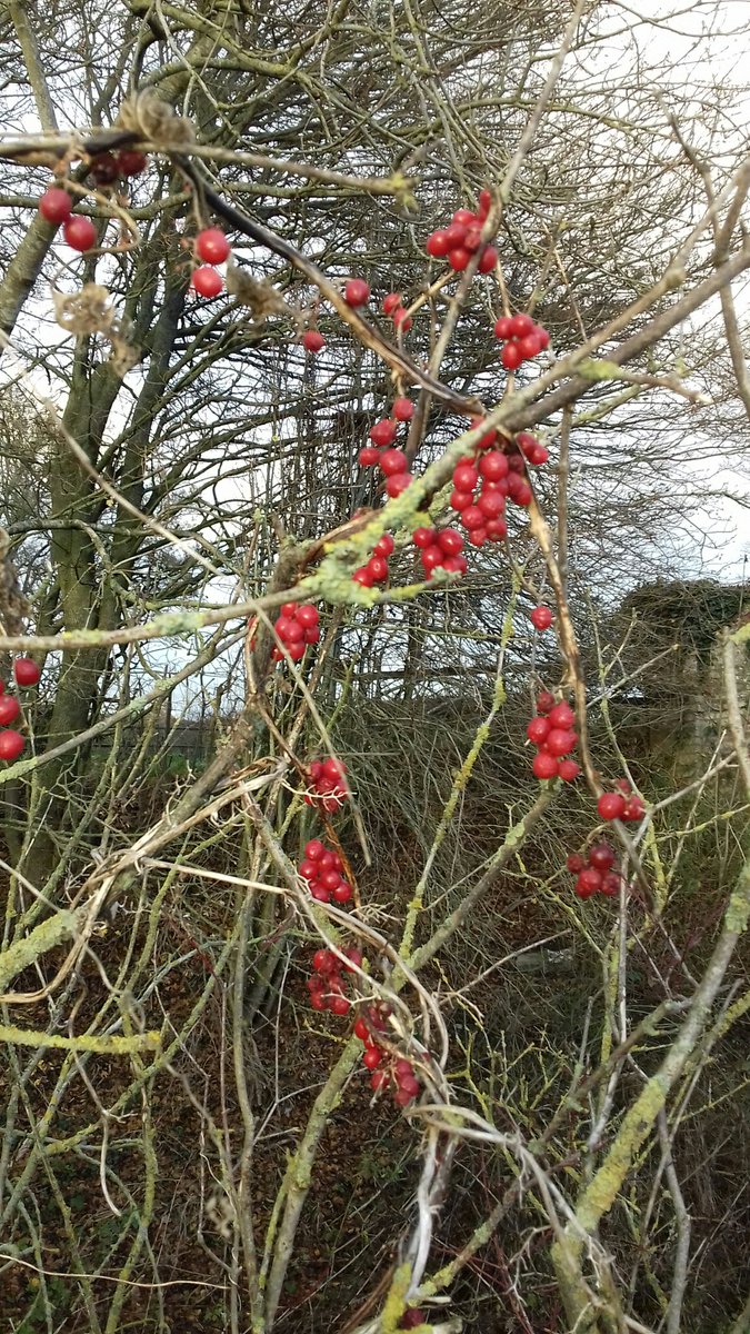 Looks like the #Christmas decorations have been put up along the Montgomery Canal near Pant. Thanks <a href="/CanalRiverTrust/">Canal & River Trust</a> and <a href="/MontCanal/">Montgomery Waterway Restoration Trust</a>. #MontgomeryCanal