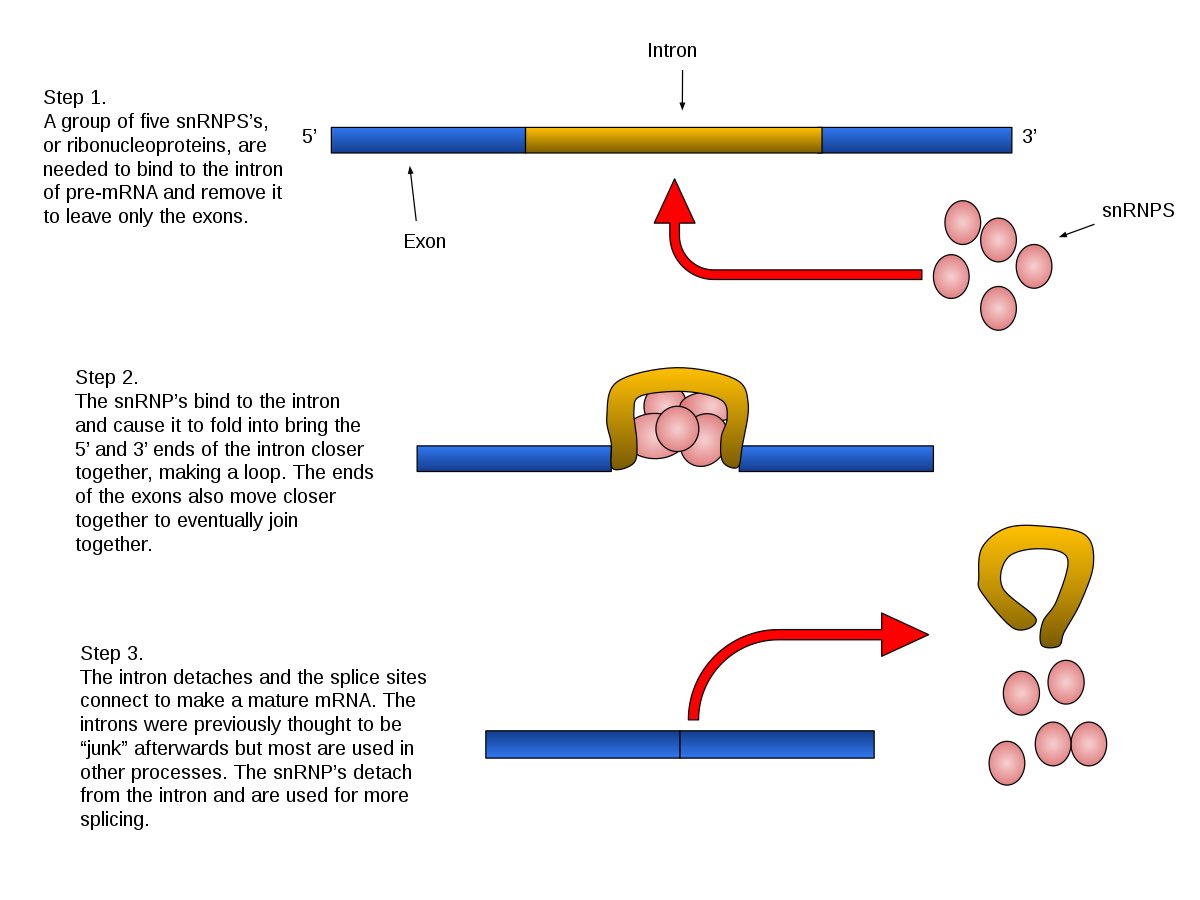 Having 100% match of a primer to Pantoea is a yellow flag.It’s 1/2 of a red flag. You need both primers and probes to land in proximity for amplification and the reverse primer lands in Pantoea far away....But we’re doing RT-PCR. Distant parts of the genome can be close in RNA.