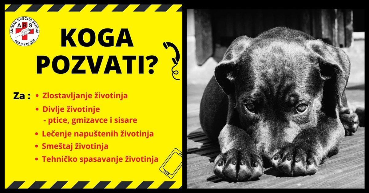 KOGA POZVATI u slučaju zlostavljanja životinja, potrebe za lečenjem, spasavanjem i smeštajem?
djole.dog/koga-pozvati-u…
Nema više lutanja i pozivanja brojeva na kojima će vam uporno odgovarati: "Nismo nadležni". 🤪 Evo odgovora ko je i za šta nadležan! 👇