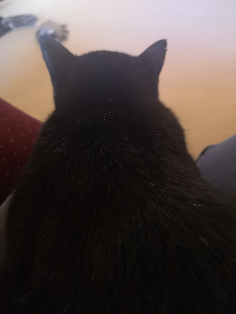 bizzy2711's tweet photo. Sat down for what should have been 5 minutes.
Then this munchkin took over my lap and is purring like a tractor 😻.
#OwnedByACat https://t.co/rAiO5dSbdu
