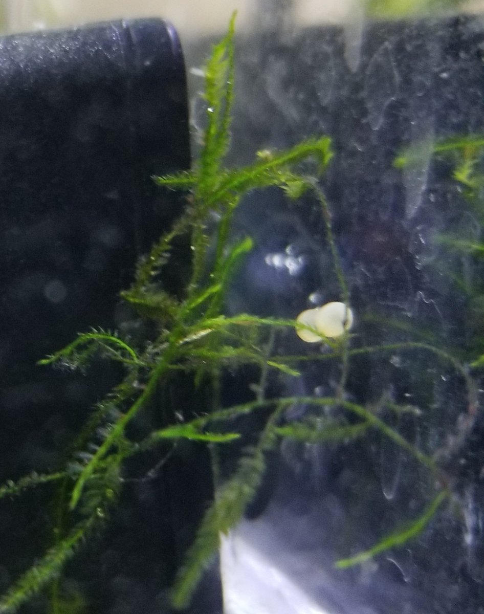 コリドラスの卵