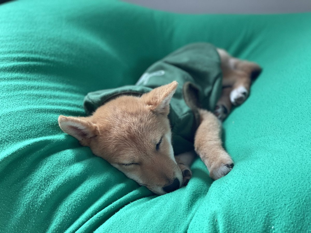 柴犬ロク Shibainu Roku Twitter