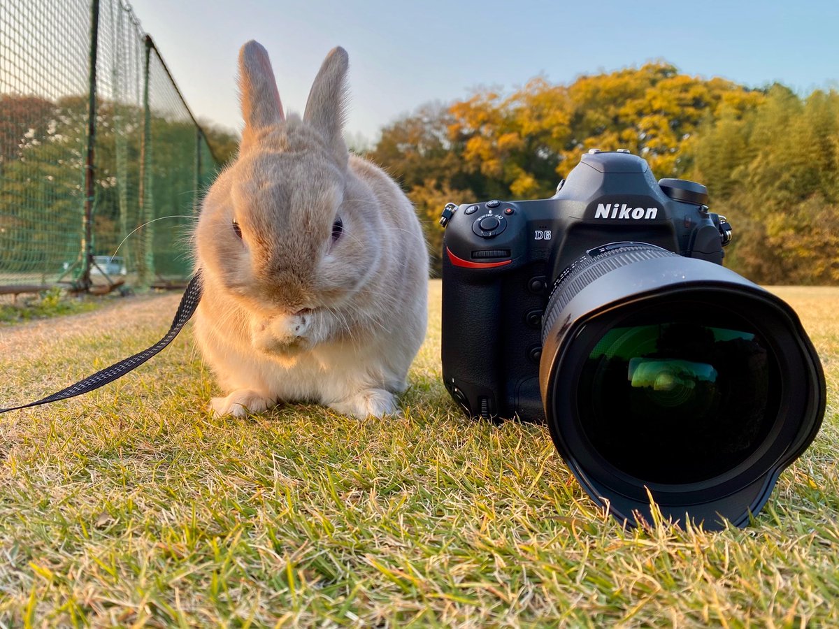 hideki40718's tweet photo. 僕の専属モデルのうさおです🐰 https://t.co/qPvSiz2W3z