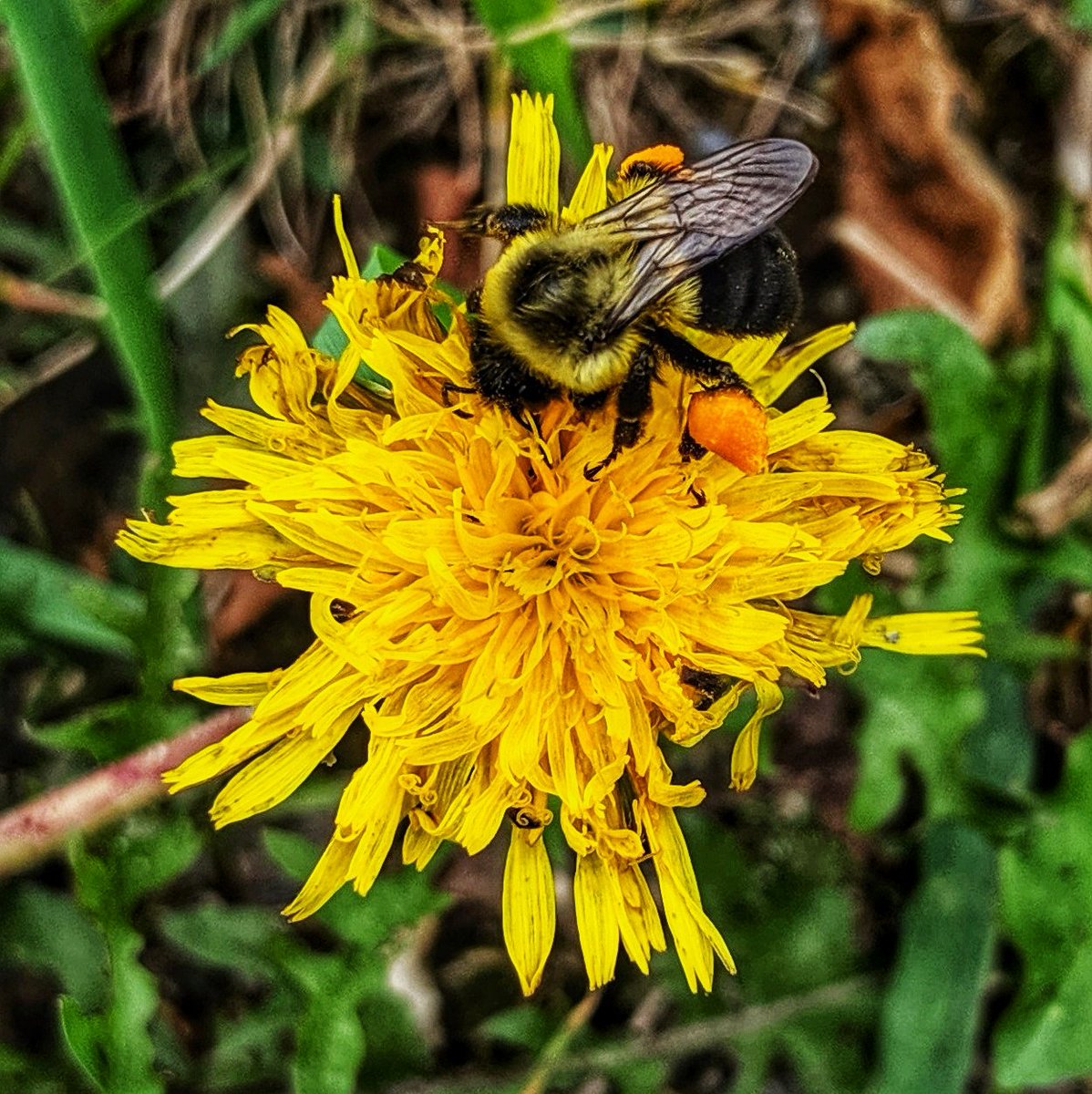 Common Eastern Bumble Bee (Bombus impatiens) on a dandelion (Taraxacum sp.) 

#wildlife #fauna #insect #bee #bumblebee #bombus #commoneasternbumblebee #bombusimpatiens #flora #plants #flower #yellow #dandelion #wildflowers #taraxacum