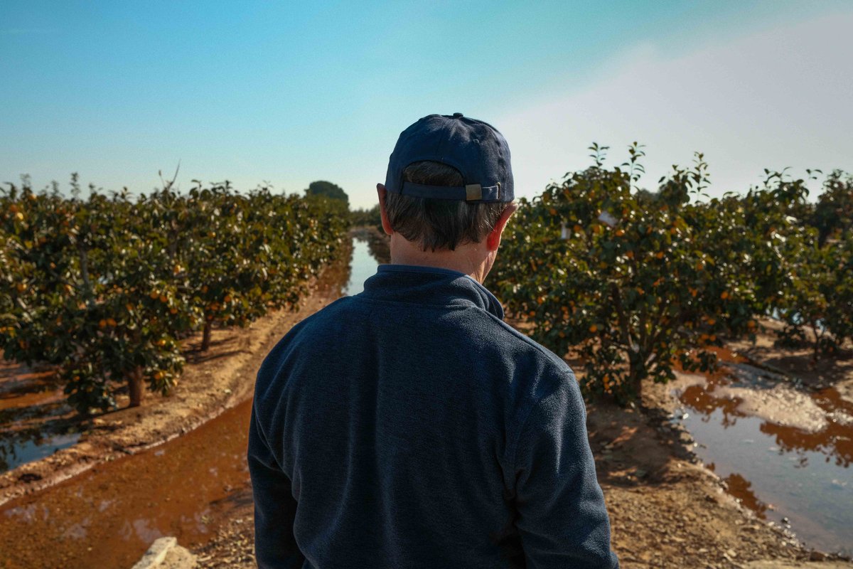 HortalimentaVLC's tweet photo. Enhorabona Carlos Soler, finalista #Reportatge: ‘Rojo brillante es la variedad del kaki de la Ribera alta donde vivo. He querido mostrar las fases de su cultivo. Un proyecto que muestra cómo, para lo bueno y para lo malo, esta fruta está presente en la comarca’. #ClickAlHorta https://t.co/eWECmFL0qA