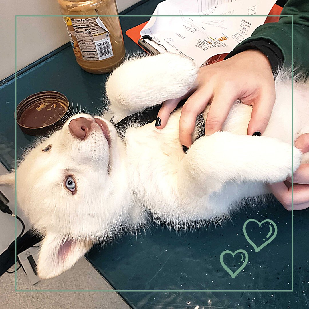 Sweet Schala, a 9-week-old Siberian Husky stopped in for her vaccines, but she let us know that she preferred to lay on her back and get belly rubs. #bothellpet #bothell #siberianhusky #puppy #puppiesofinstagram #vettechlife #vaccines #pethealth #woof https://t.co/YRcYWe9oaL