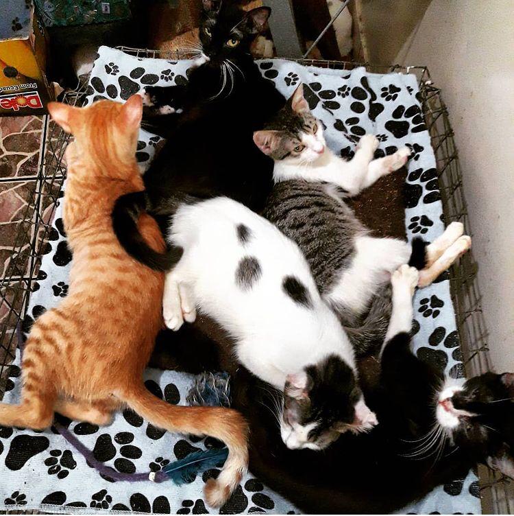 AmigosconCola's tweet photo. La temática gatuna en la que nos tiene envueltos la edición 42 de la revista, va de la mano con el esfuerzo de la fundación @amigosconcola_ por conseguir hogar a los gatos adultos que habitan en su centro de adopciones #adoptaunadulto #adoptaungato https://t.co/kxhkCg6gzh