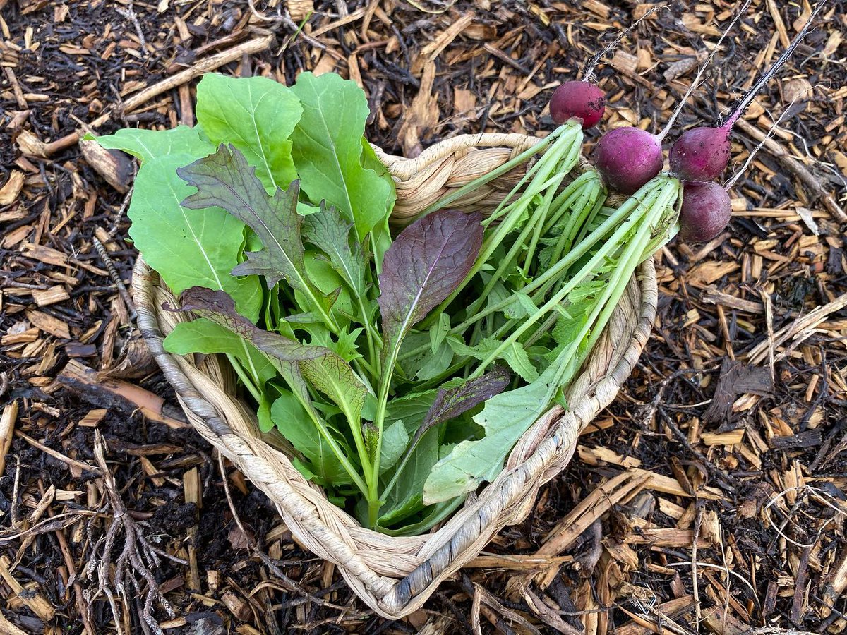 Can't go wrong with fresh grown #greens in #November! 🥬 📸:@my_little_allotment

👍 Want 100% non-gmo, raw, untreated seeds? 
🥦 Join the UOG Monthly Seed Club! 
✴️ urbanorganicgardener.cratejoy.com