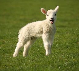 harry styles as lambs~ a very important thread