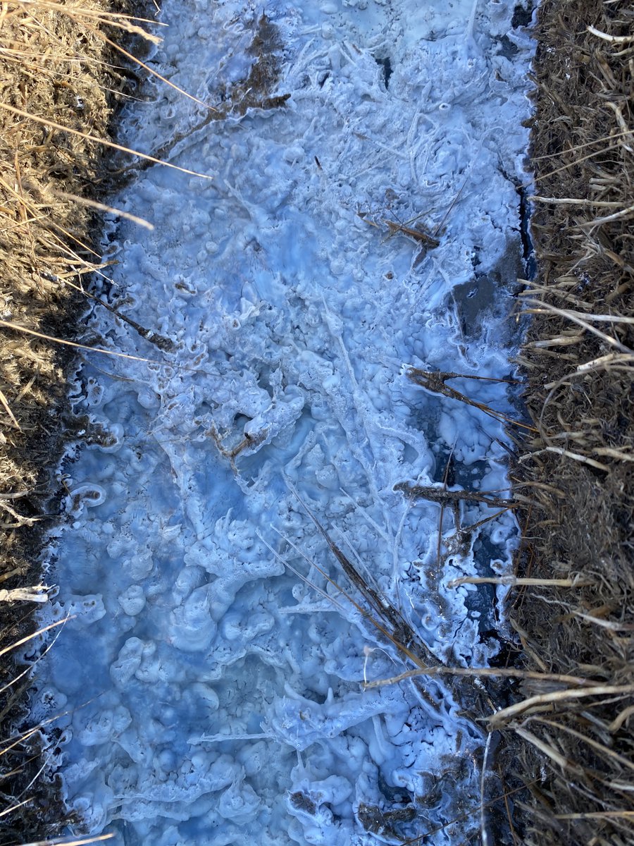 PWarblerman's tweet photo. Good afternoon- please enjoy these absolutely surreal images of sulfur-reducing #microbial mats in a #salt #marsh #runnel https://t.co/AlI3bZHkQH
