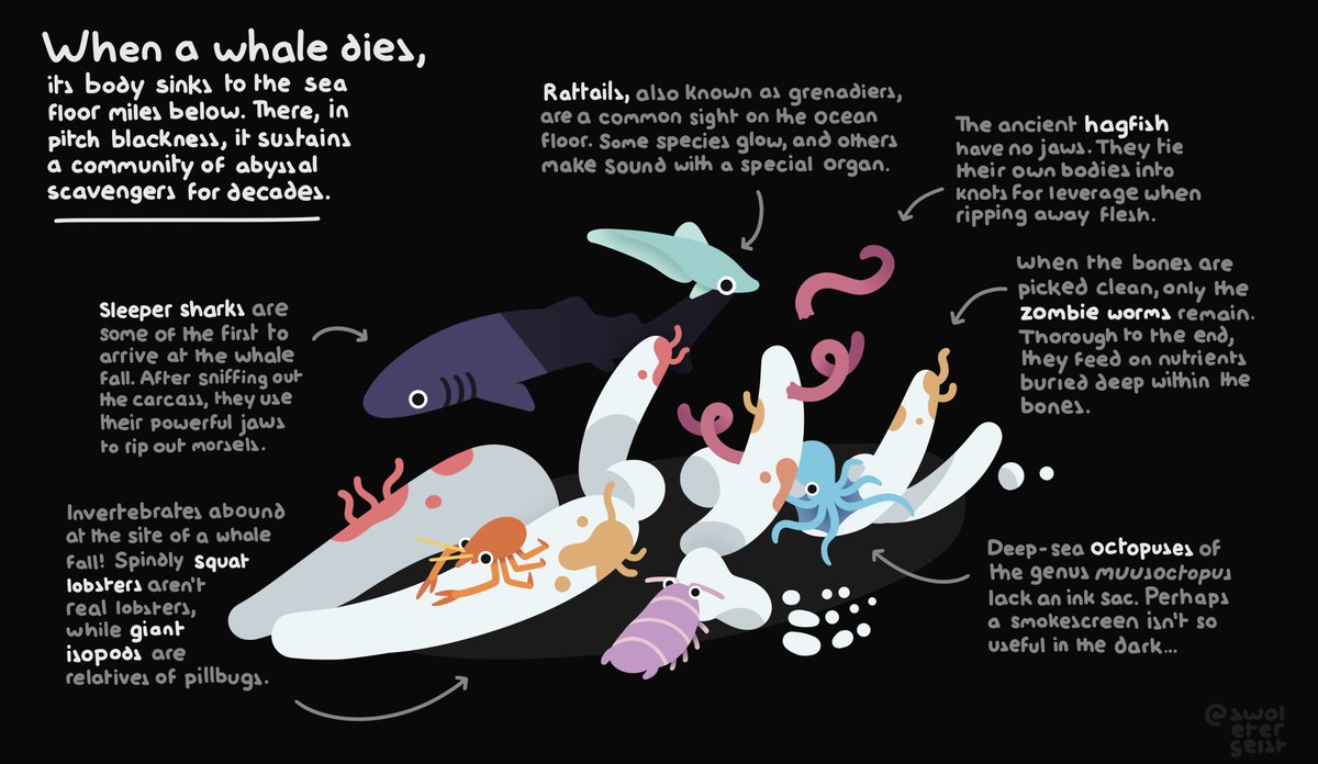 swoletergeist's tweet image. it's whale fall wednesday