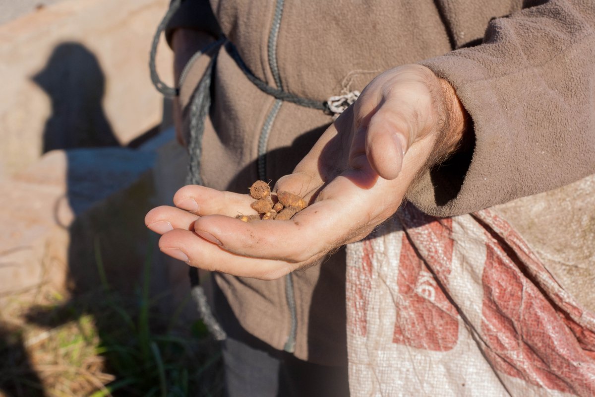 HortalimentaVLC's tweet photo. Arnau Soler és finalista en la categoría #Reportatge: ‘La idea del proyecto es reflejar el trabajo humano detrás del producto vegetal, desde unos cacahuetes hasta los arrozales en el Perelló. Un viaje a través de las vivencias personales de los agricultores’. #ClickAlHorta https://t.co/GjcyvRHHIF