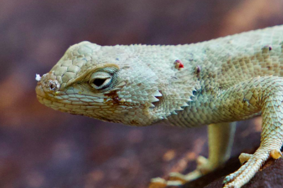 CarbonCorridor's tweet photo. We are heading to #NineMileCanyon this #WildlifeWednesday to check out a local favorite, the western fence lizard. These little friends can be found in many areas here in #Utah, but our favorite place to spot them is here in the #CarbonCorridor! Have you spotted one yet? https://t.co/HDthK4cnX4