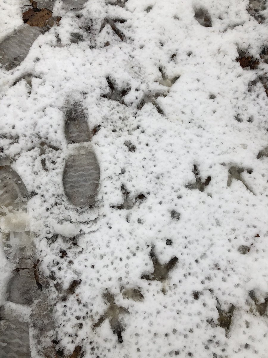 stephenglish1's tweet photo. Lots of conversations on our walk out to the forest today! Whatβs happening in the community & tracks in the snow. Can you see the wild turkey tracks?!? π¦ #scdsb #scdsboutside @SCDSB_Schools @AndrewHunterES @RloschRobbie @scdsboutdoors https://t.co/lSSCwTJy5s