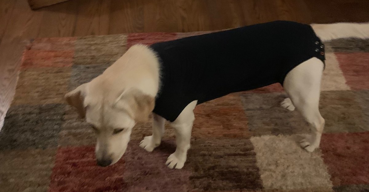 Apparently, it's called a surgical recovery suit, but I can't help thinking my Lab looks like she's auditioning for a revamp of the Single Ladies vid. Watch out, Beyoncé. There's a new kid in town.