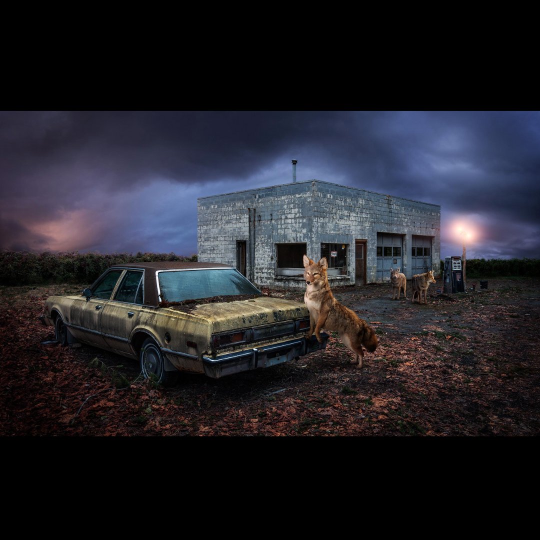 SSNAP 2017 Finalist Kevin Lanthier Artist Update!
"Lone Coyotes” - On Exhibition at <a href="/IanTanGallery/">Ian Tan Gallery</a> - HUMAN:NATURE, Kevin’s Series of hyperreal, large-scale fine art photographs depicting well-known Vancouver wildlife stories. 
saltspringartprize.ca/project/kevin-…