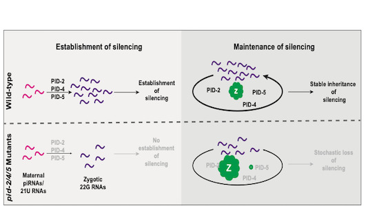 embojournal's tweet photo. Establishment and maintenance of stable #heritable #silencing by maternal #piRNAs #RNAe requires C. elegans proteins PID-2, PID4 and PID-5 – new findings by @KettingLab and collaborators @imbmainz
https://t.co/uxg1NcstGE https://t.co/9eKOu2yByo