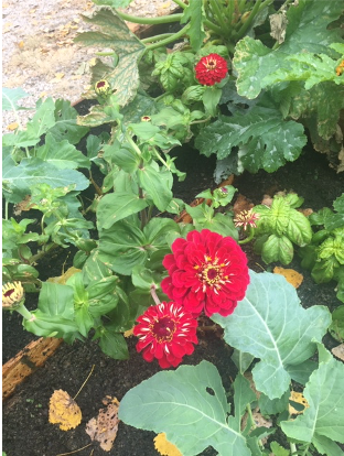 SchutteBuffalo's tweet photo. Here are some photos of our fantastic harvest! Stay tuned for our winner announcement next week! https://t.co/RnRgWoXEXC