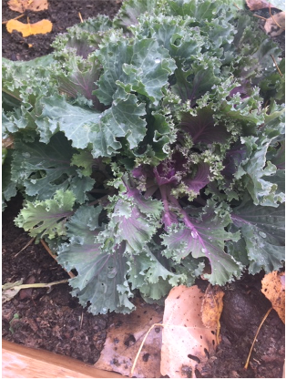 SchutteBuffalo's tweet photo. Here are some photos of our fantastic harvest! Stay tuned for our winner announcement next week! https://t.co/RnRgWoXEXC