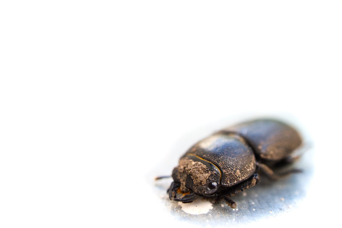 Oleksandr_Ko's tweet photo. #photography #macro #macrophotography  #ukraine #canon #canonukraine #efm28mm #canonphotography #insect #Dorcusparallelipipedus #Україна #комаха #Рогачмалий https://t.co/HVaaWa0XZC