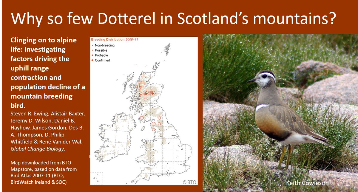 GrahamFAppleton's tweet photo. 1/3 With a nod to yesterday's #BOUsci20 (Climate change and birds) here's an example of a #shorebird species that is being negatively affected by climate change - though not perhaps as expected:
https://t.co/06xn3Bbv79 #waders #ornithology 
#waders #ornithology https://t.co/wqhAWPRycb