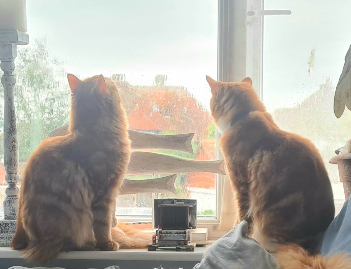SCCunningham8's tweet photo. 💫🦇 Seagull watching 🦇💫 
Love these guys. Tom, Arthur &amp; Vinnie, cast members of #theginormousseries #childrensbooks by #sccunningham 💙 
https://t.co/ROLze955G3
#catsanddogs #dog #cats #mainecoons #choodle #poodlemix #poodlemix #kidsbooks #loveanimals https://t.co/yBYPkJT0GJ