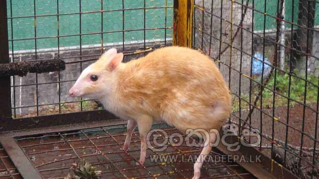 VivaxSolutions's tweet photo. Golden Chevrotain Spotted in Sri Lanka
#chevrotain #SriLanka #wildlife
Image credit: https://t.co/CxaHS0Q0Ce https://t.co/ikhl8Sz3K8