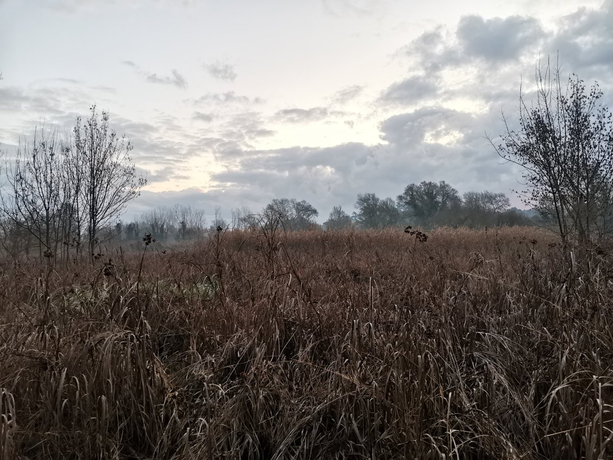 arnautomo's tweet photo. Referències antigues descriuen la plana de la Selva com una terra palustre exuberant de vida, repleta d'aiguamolls i boscos de ribera impenetrables. D'hàbitats fluvials diversos i inabastables. De tot allò avui només se'n conserven minúsculs vestigis, majoritàriament per atzar. https://t.co/x4JGOtXXxe