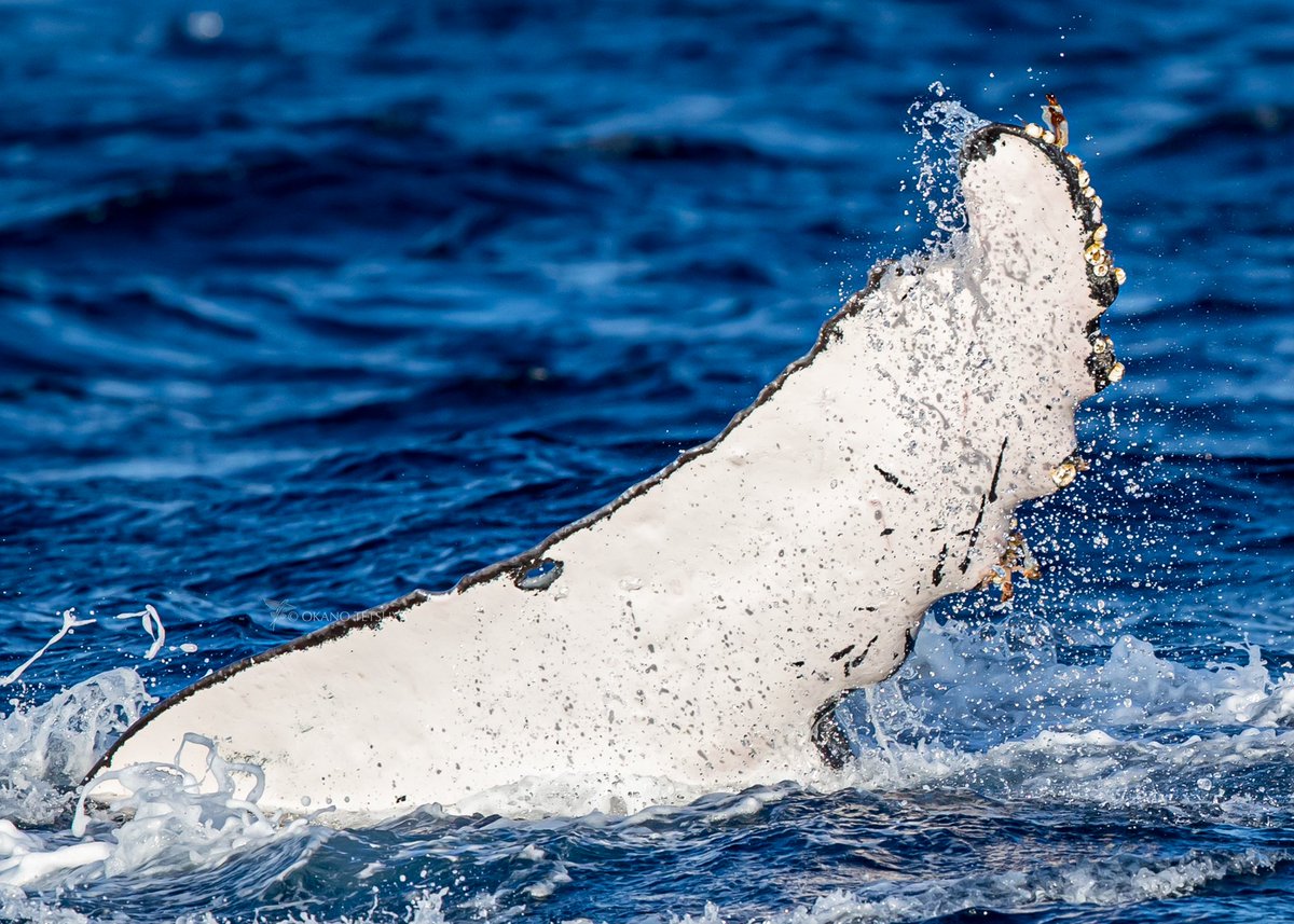 T Okano ザトウクジラの付着生物 胸びれ 尾びれ 顎の下などにはオニフジツボが付着 中身が飛び出したように細長いのはミミエボシで皮膚への直接付着ではなく付着しているフジツボ類の殻や歯鯨やイルカでは歯に付着している場合が多いとのこと T Okano ザトウクジラの付着生物 胸びれ 尾びれ 顎の下などにはオニフジツボが付着 中身が飛び出したように細長いのはミミエボシで皮膚への直接付着ではなく付着しているフジツボ類の殻や歯鯨やイルカでは歯に付着している場合が多いとのこと