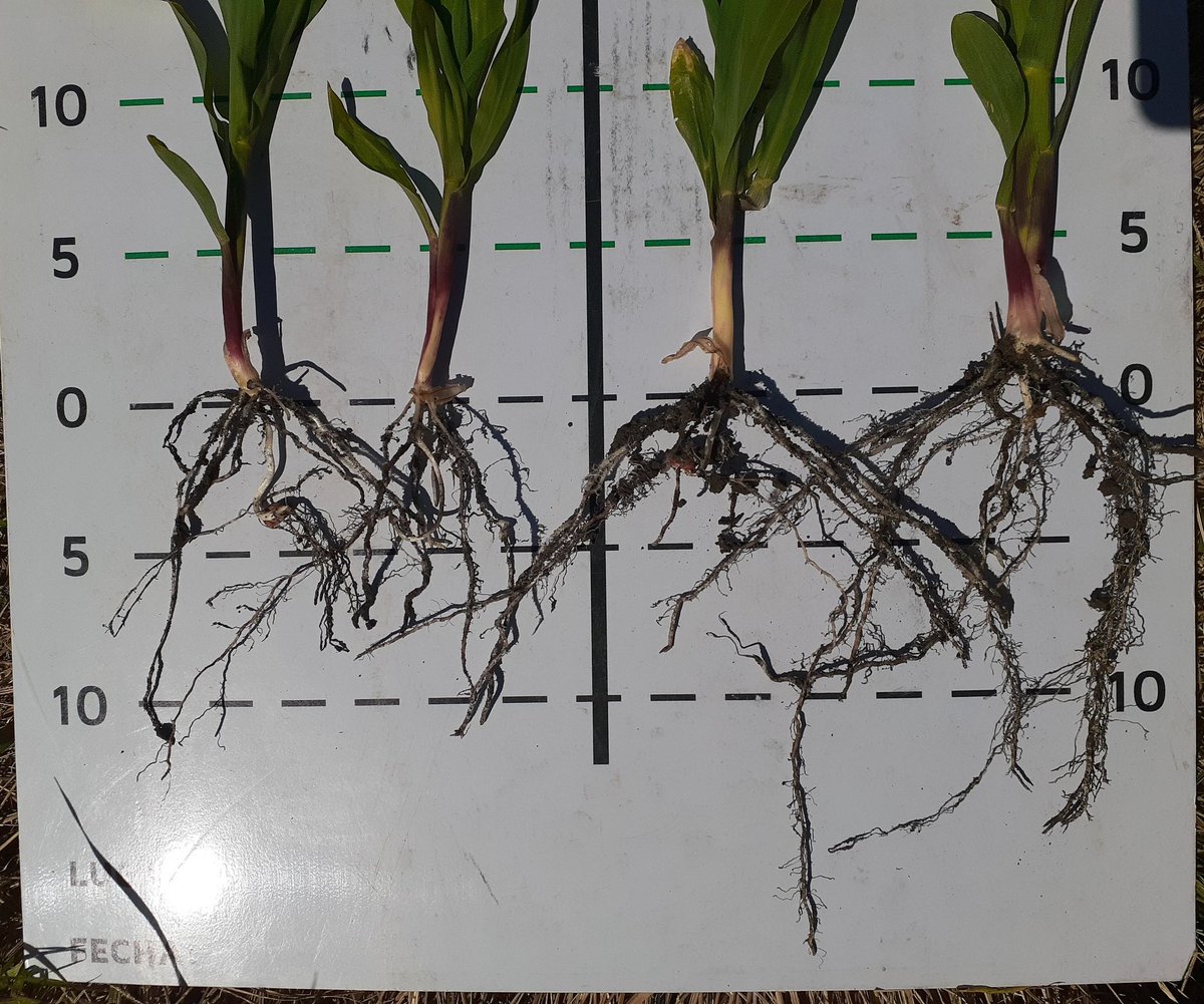 Accomplish LM impregnado en el P 👇

Genera: mayor desarrollo de raíces ➕ exploración del perfil ➕ absorción de nutrientes ➕ absorción de agua. 

Mayor vigor general de la planta ✅✅