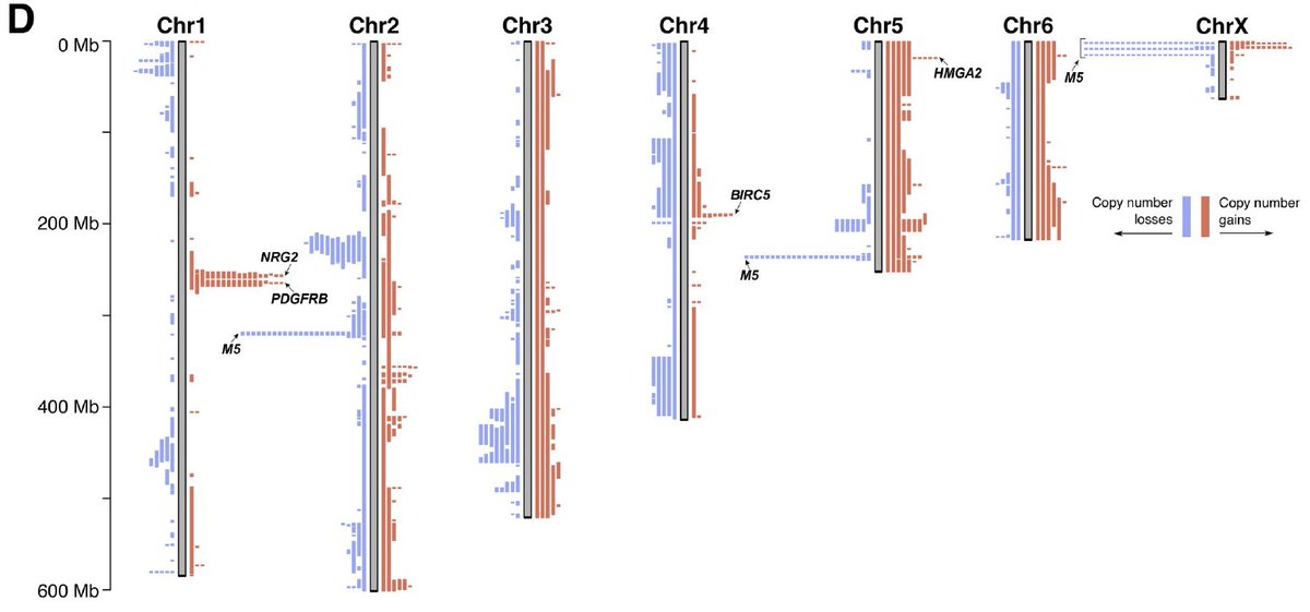 Recurrent copy-number changes also indicate other likely functional events: for example, the PDGFRB, BIRC5 and HMGA2 genes undergo frequent amplification in different branches of the tree. From studies in humans, we know that all three can be involved in oncogenesis. (6/10)