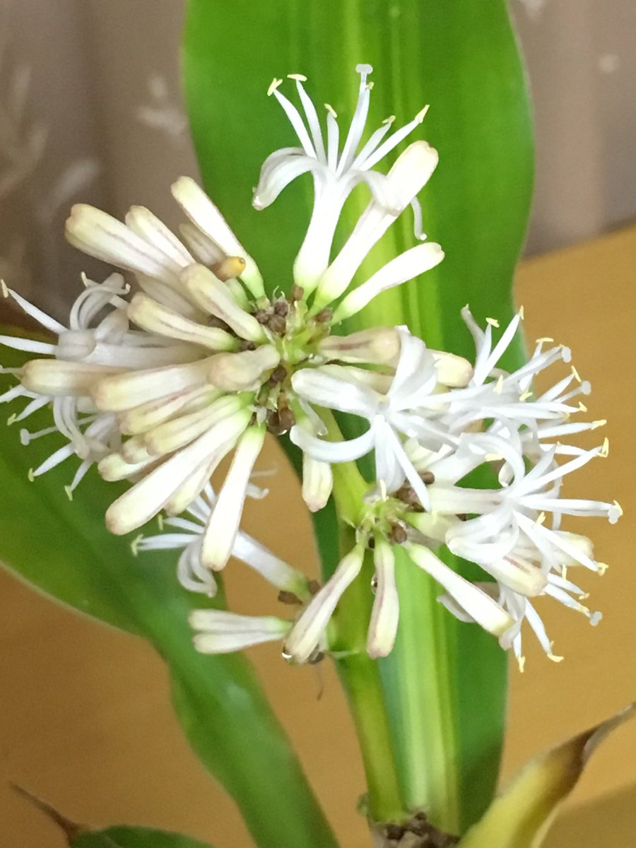 幸福の木の花