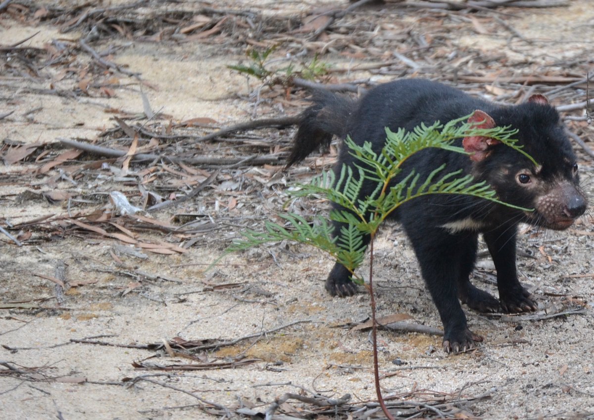 Super happy to be part of this study over the last ~5 years! Thanks to our mentor Liz Murchison, wonderful colleagues and friends at UTAS/STDP/Menzies, Kevin, Young Mi and I could even join for a number of devil monitoring adventures in Tasmania ourselves(10/10)