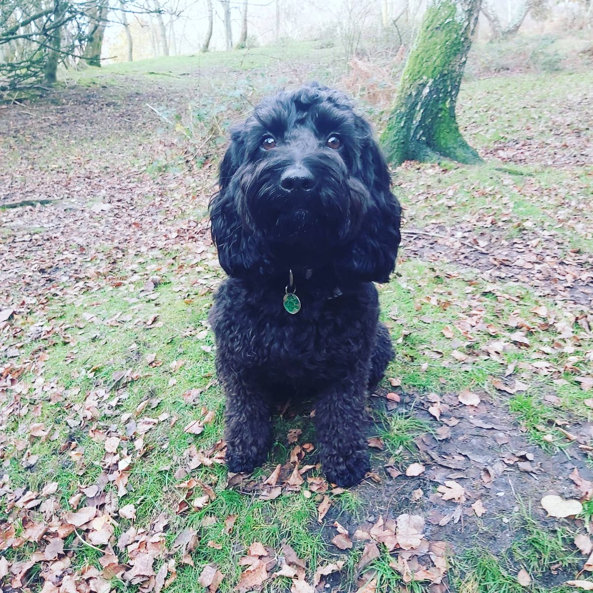consultanthythe's tweet photo. @Slimwithnicky1 #cockerpoo #forestwalks #weightlossmotivation https://t.co/1k6zR8mA5S