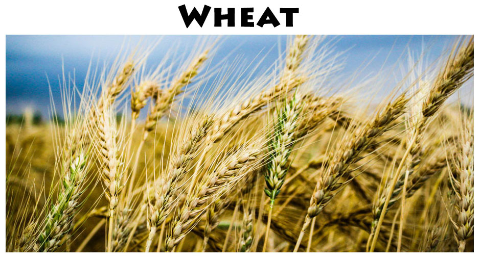 CO2 Science tweet media