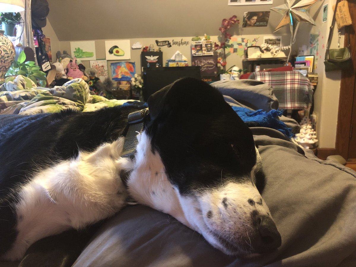BoardgameDog's tweet photo. Grateful for warm laps to cuddle on. Happy Thanksgiving, pups! https://t.co/AiHgLMR2bv