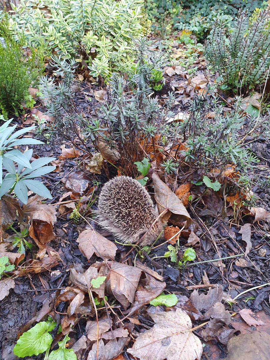 Bloxham6thForm's tweet photo. We had a visitor to the White Lion sixth form centre garden today! Mr. Yates has already nicknamed our spikey friend "Sonic" #AutumnWatch #Hedgehog https://t.co/zBFDI29zRw