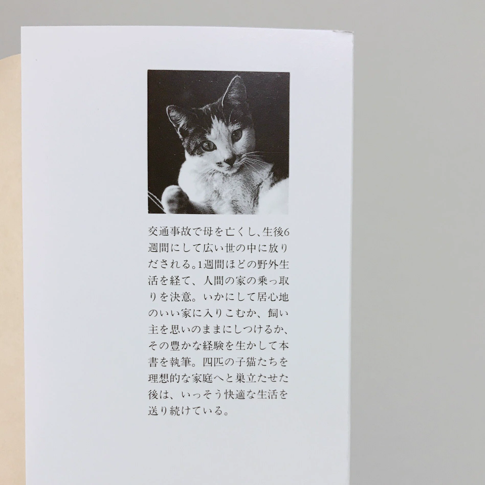 猫が書いた猫が読むための本！人が読めば進んで猫に魂を売り渡してしまう…