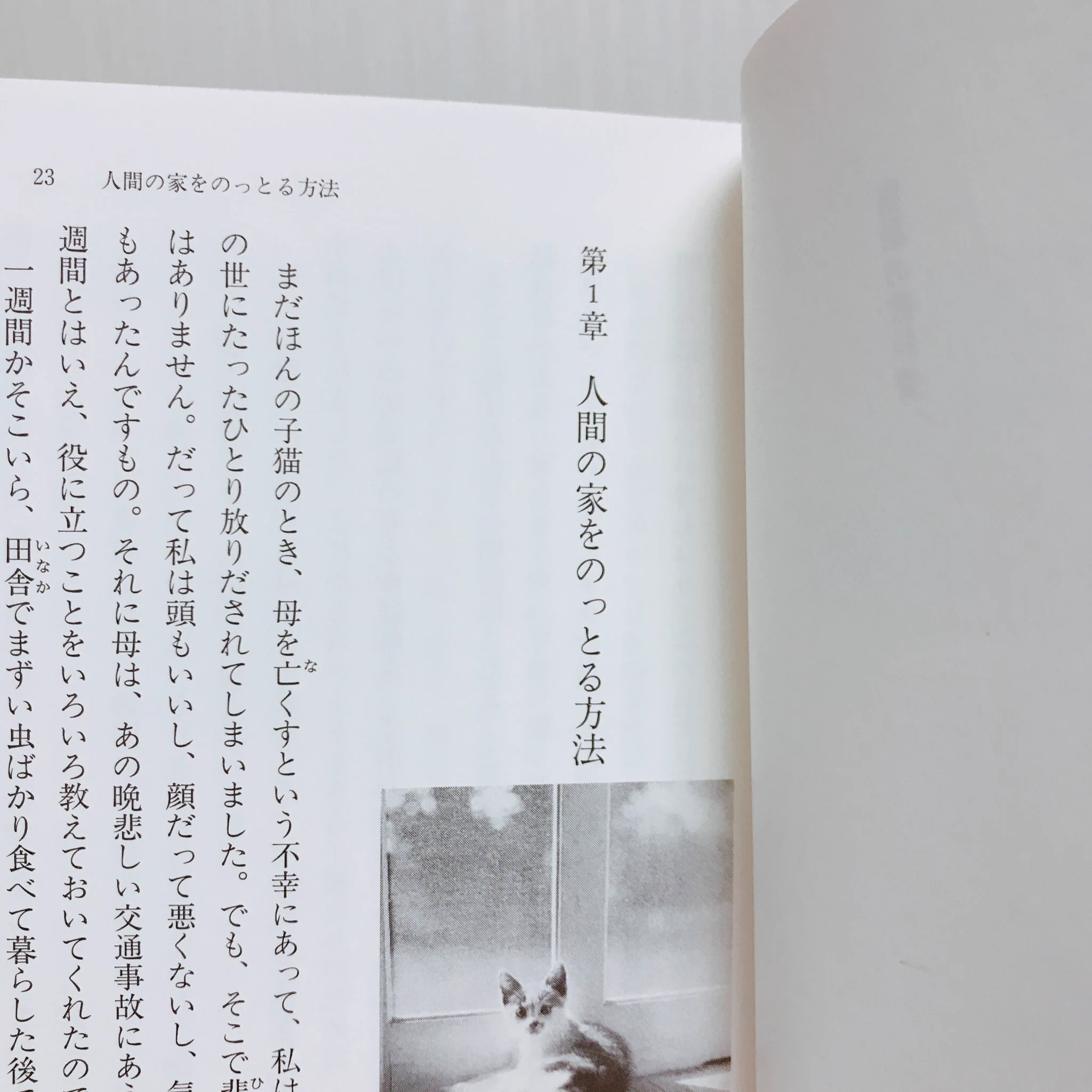 猫が書いた猫が読むための本！人が読めば進んで猫に魂を売り渡してしまう…