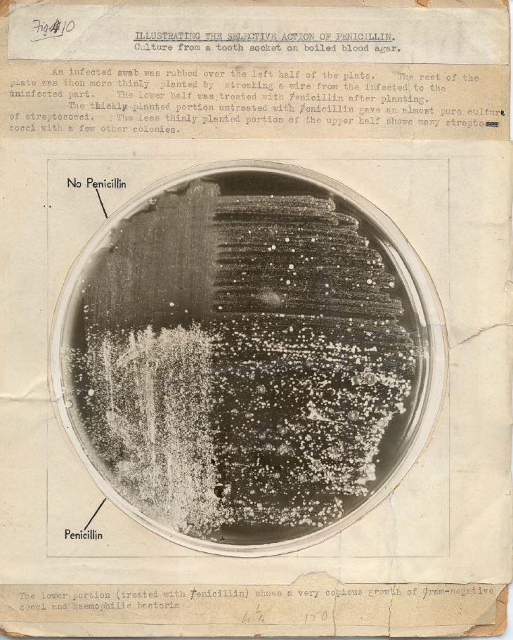 Word Antimicrobial Awareness Week 2020 & while scientists nowadays fight against the new invisible enemy #COVID19  coronavirus, @BSRC_Fleming recalls the 1st #antibiotic that revolutionized all medicine: #penicillin, discovered by #AlexanderFleming in 1928 #SupportScience @WHO