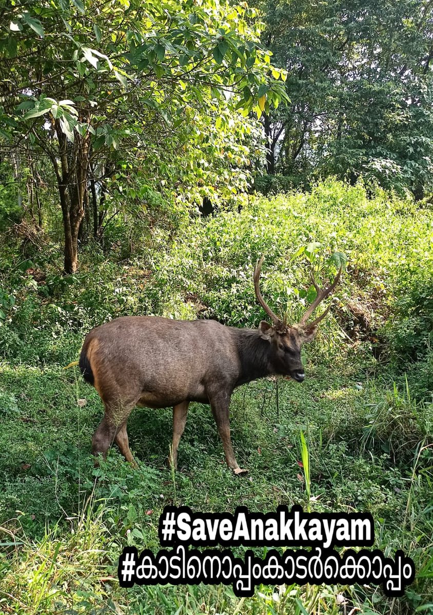 AhamedJilu's tweet photo. We shall not rest until the biodiversity of Anakkayam &amp; the Kadar Adivasis are given
justice. #SaveAnakkayam #കാടിെനൊപ്പംകാടർക്കൊപ്പം https://t.co/CN8mUhypCL
