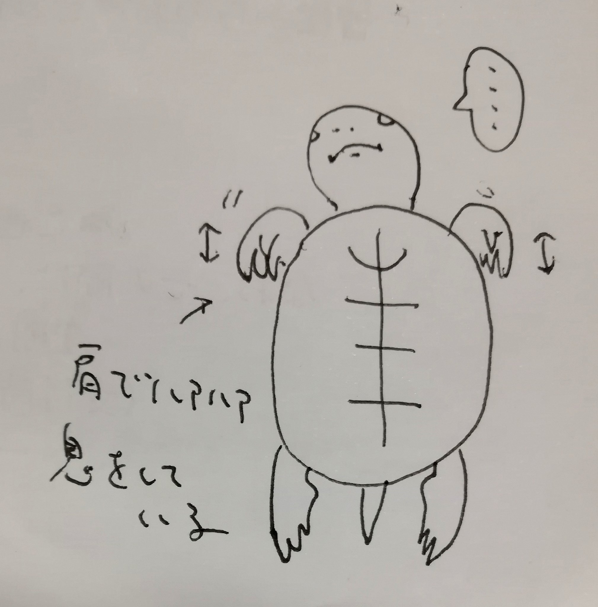 みほ 生き物なので 当然ながら も呼吸をしています 結構鼻息荒い 顔の近くに頬を寄せるとふかふかと亀の息がかかります 抱き上げると呼吸に合わせて小さな肩が上下しますw クサガメ かめ太 T Co Mvbyon6fcl Twitter