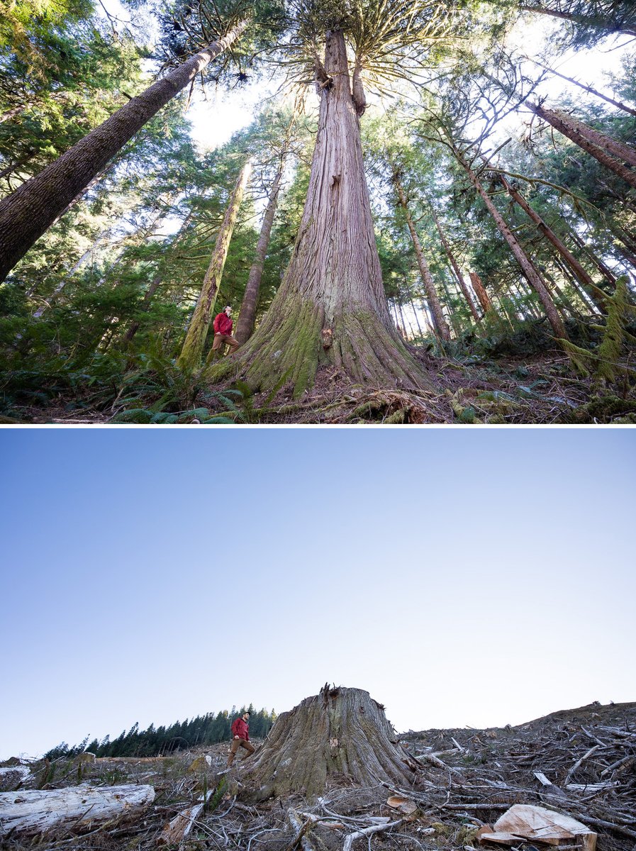 TJWattPhoto's tweet image. This is not a series I ever hoped to complete but the following are before &amp;amp; after images of giant ancient cedars cut in the #Caycuse watershed in Ditidaht territory on southern Vancouver Island. @bcndp @jjhorgan this is happening with your approval! More: ancientforestalliance.org/caycuse-waters…