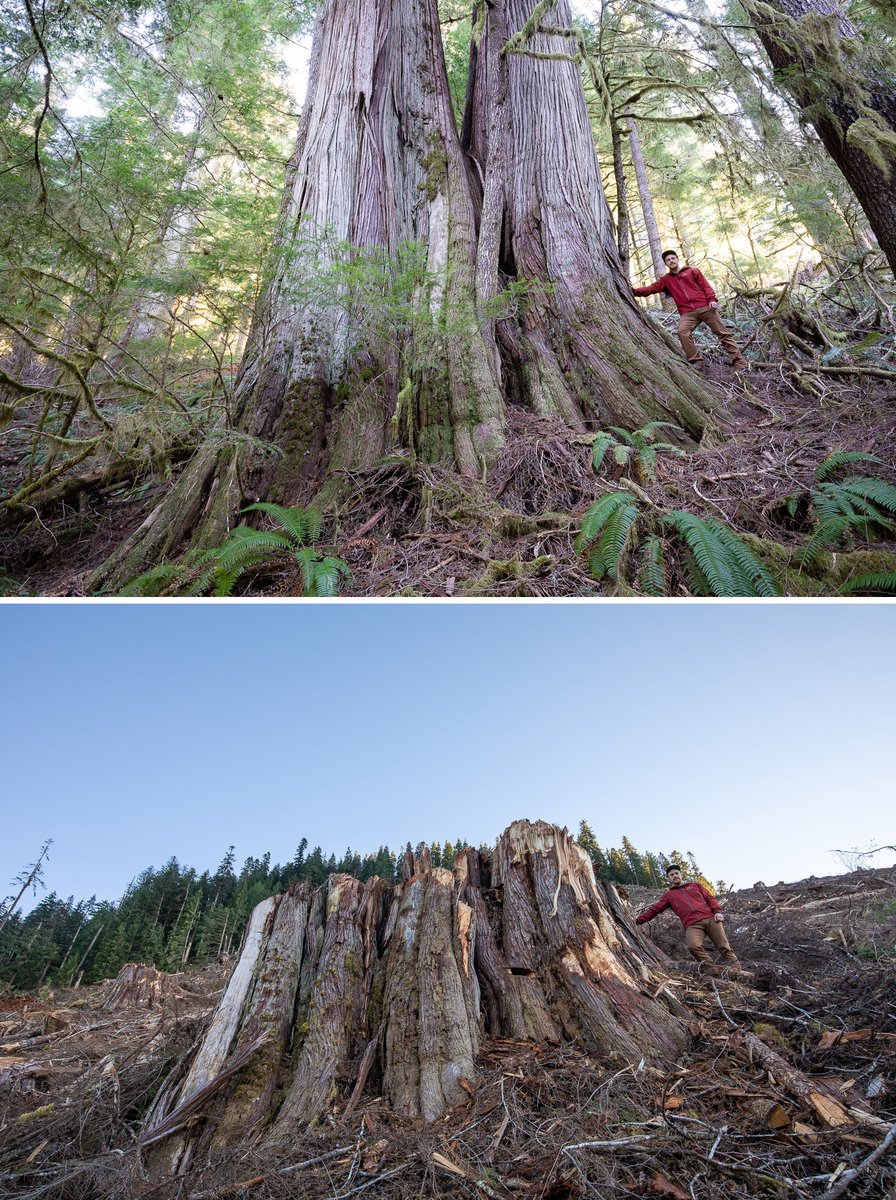 TJWattPhoto's tweet image. This is not a series I ever hoped to complete but the following are before &amp;amp; after images of giant ancient cedars cut in the #Caycuse watershed in Ditidaht territory on southern Vancouver Island. @bcndp @jjhorgan this is happening with your approval! More: ancientforestalliance.org/caycuse-waters…