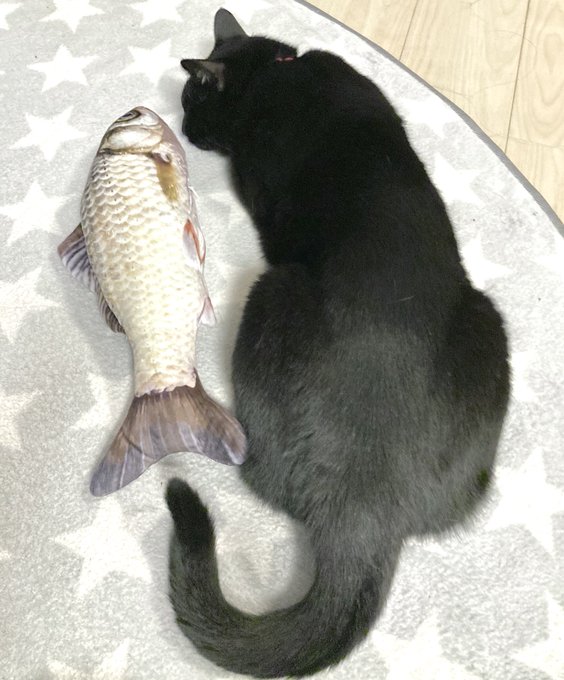 黒猫 高画質 のtwitterイラスト検索結果