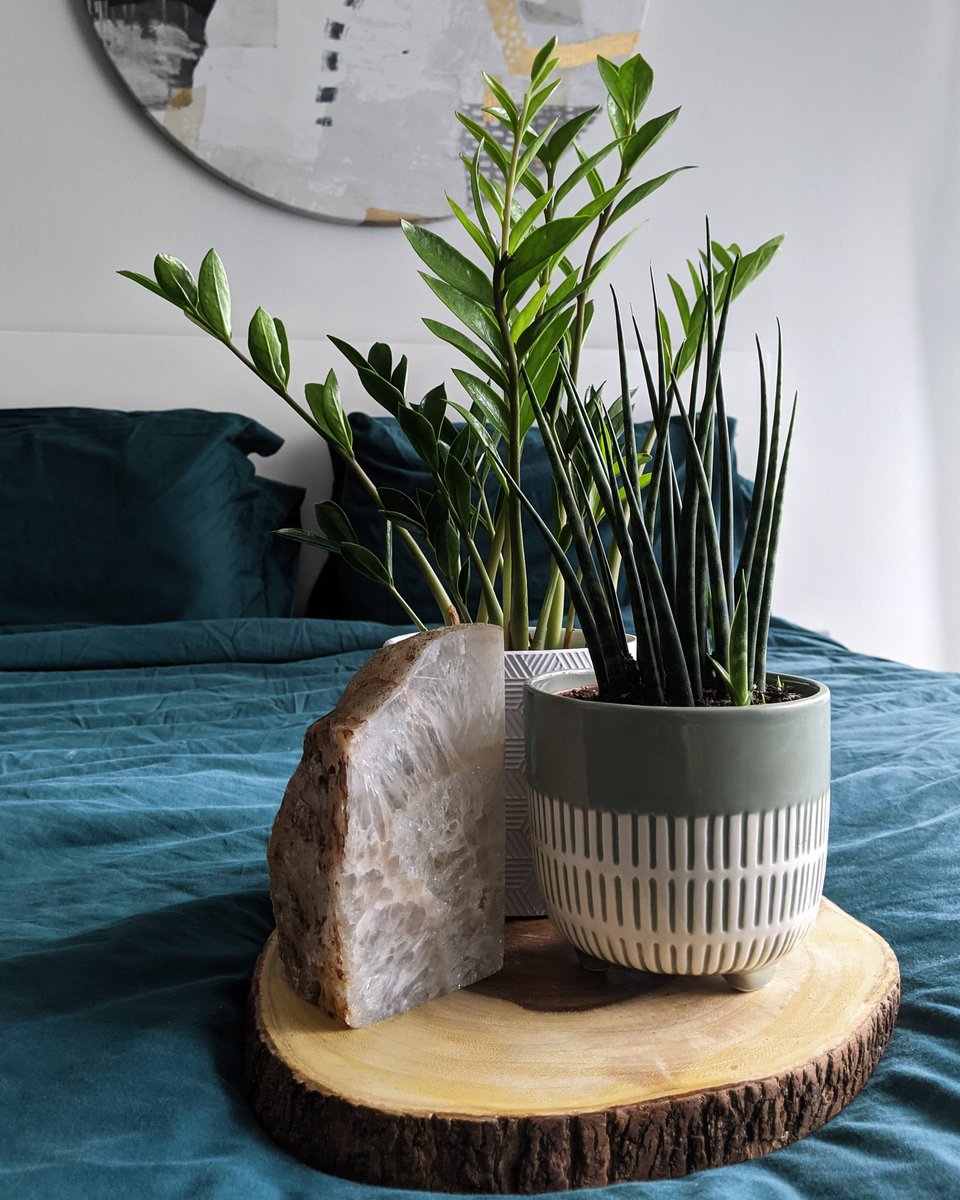 andreabokchoy's tweet image. Aren&apos;t they cute? 🥺🌿
#plantmom #plantsoftwitter #planthoe