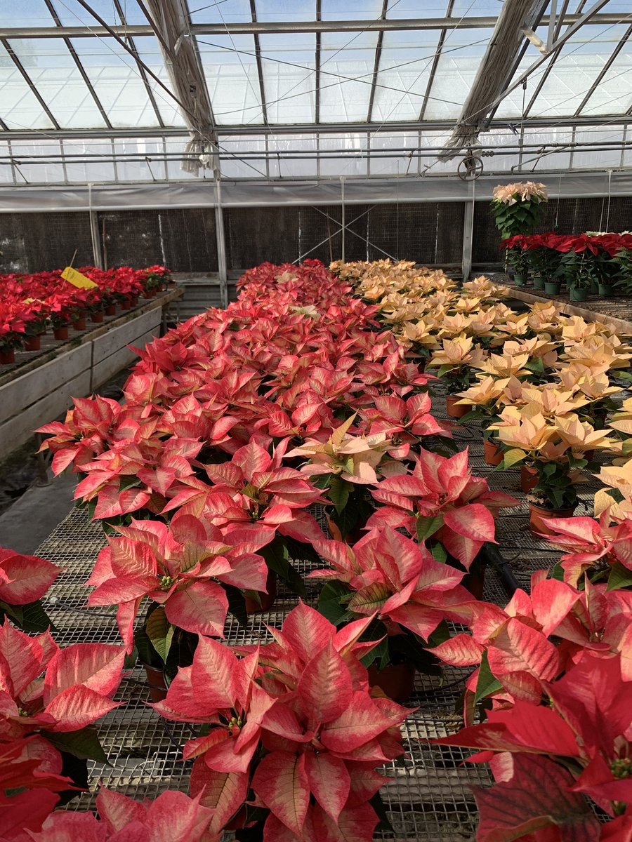 Approaching Thanksgiving means it’s time to buy your poinsettias. Here are some good looking one from the Hort Unit at Cal Poly SLO.
