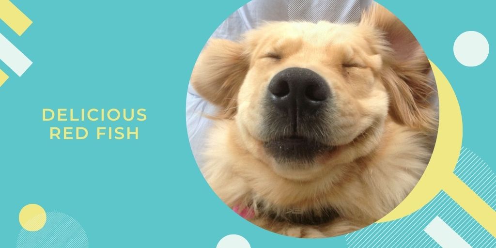 PetsMagnet's tweet photo. ➡️Shop now  https://t.co/qNKdGZFKzE
from natural wild salmon.
Every family member should be treated equally. If a pet owner tastes good food, his dog should be treated it, too! https://t.co/lYI1wfTBj0