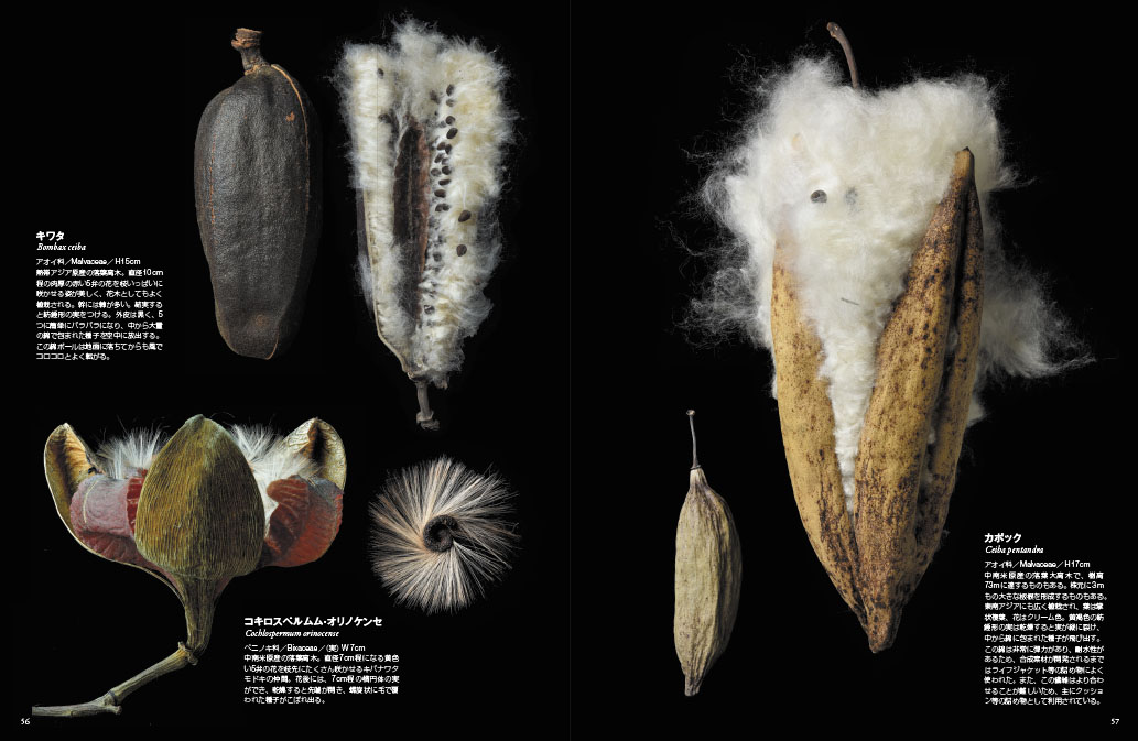 山田英春 A Twitter 世界のふしぎな木の実図鑑 創元社 57頁掲載の 綿が弾けてるカポックの実 これはスラウェシ島に洞窟壁画を撮影に行ったときに採取した カポック ケイポック はないかなと言っていたのをガイドが憶えていて 綿が舞ってるから近くにあるぞ