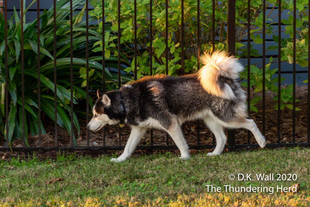 Busy dogs like Landon know "Don't be late."
From Today's Story - Don't Be Late - https://t.co/5VzVQvVSLB
#dog #dogs #dogsofinstagram #siberian #sibe #siberianhusky #husky #huskies #huskylove https://t.co/pHGw49AN3J